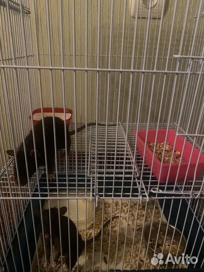 Крыса дамбо с клеткой