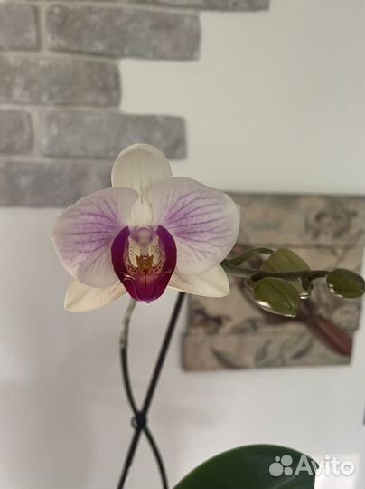Орхидея фаленопсис