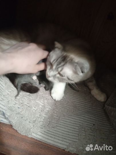 Шотландская вислоухая