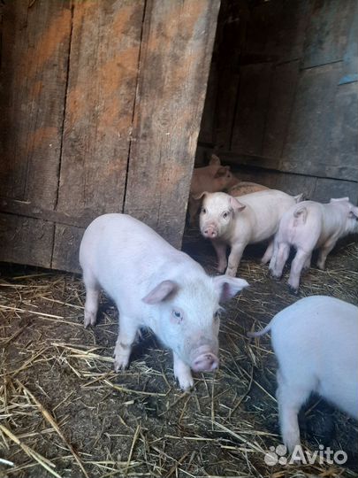 Поросенок ландрас