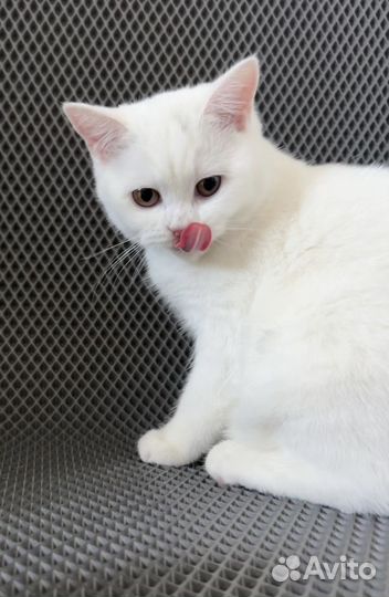 Плюшевые котята британцы белые