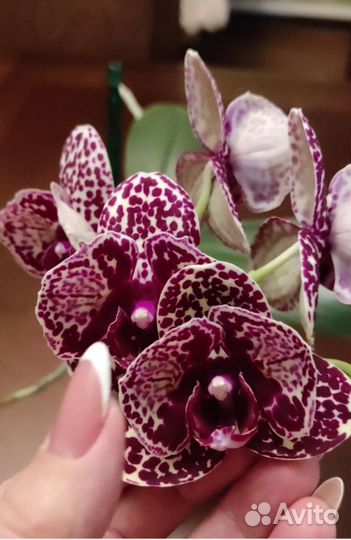 Орхидея фаленопсис бабочка Дикий Кот