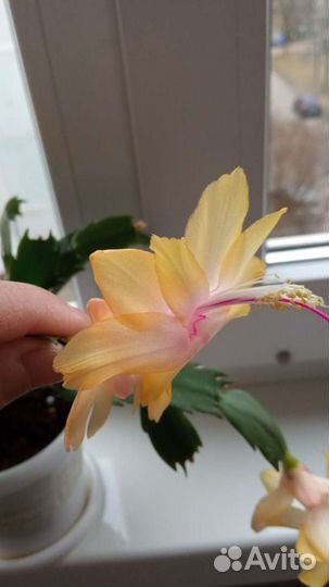 Декабристы