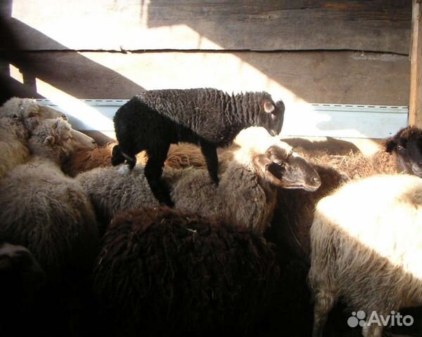 Фото овец в деревне Барашки купить в Симферополе Животные и зоотовары Авито