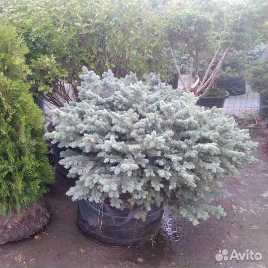 Ель голубая голобоза 6060