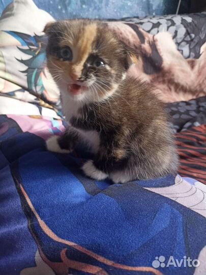 Вислоухий котенок