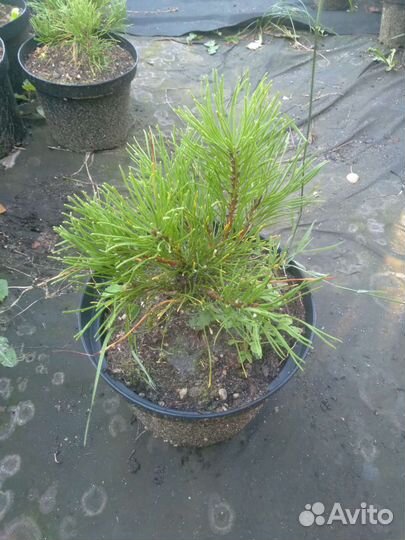 Сосна горная пумилио, мугус