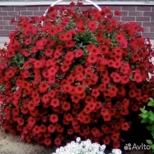 Петуния тайдал вейв ред велюр F1