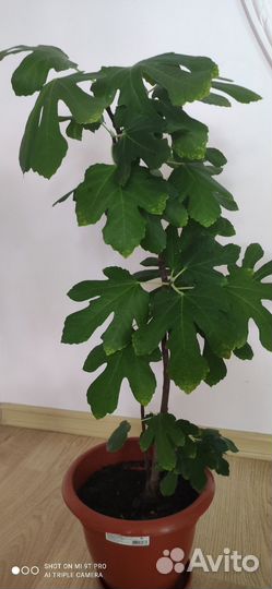 Саженцы инжира