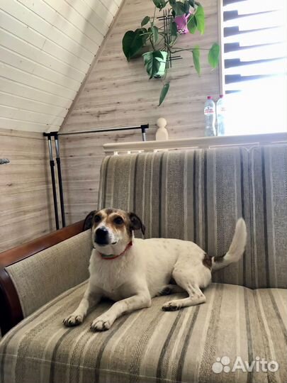 Маленькая собачка Мия 2 года