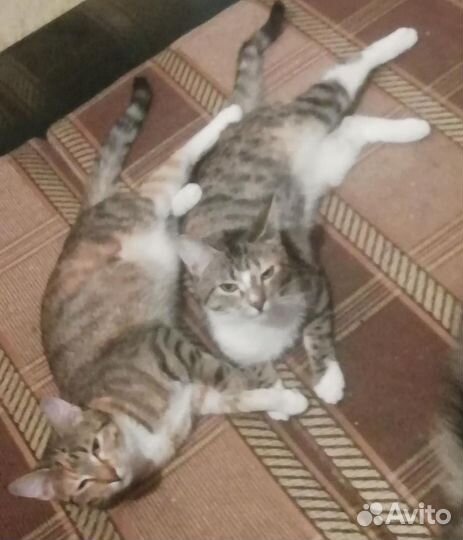 Котята в добрые руки бесплатно