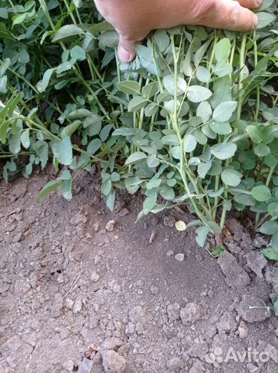 Шиповник лакса