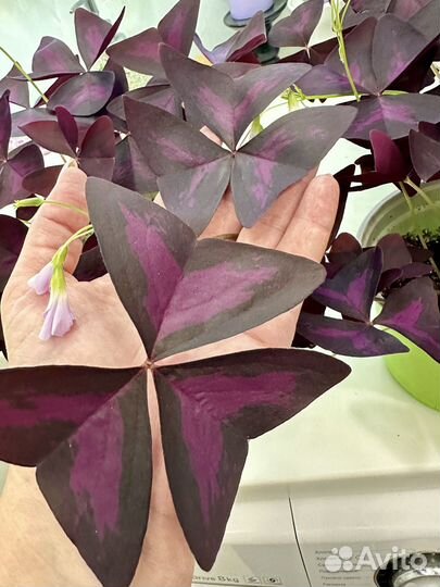 Цветок бабочка Оксалис