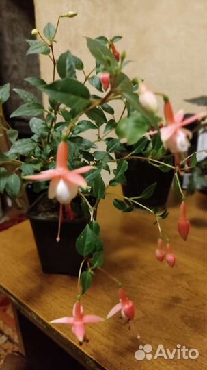 Фуксии сорт Уинстон Черчилль и Patio Princiss