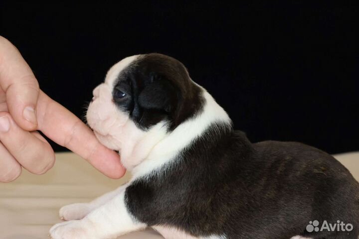Бостон терьер(мальчик)