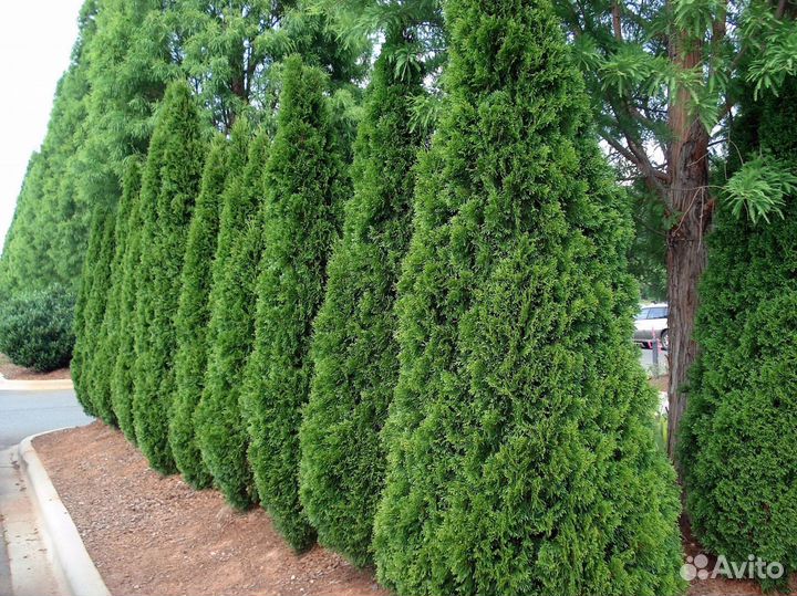 Туи премиум