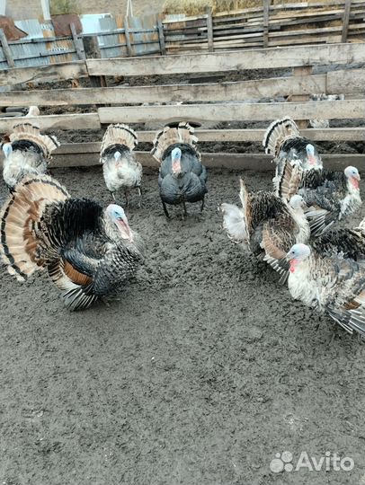 Бронзовые индюки