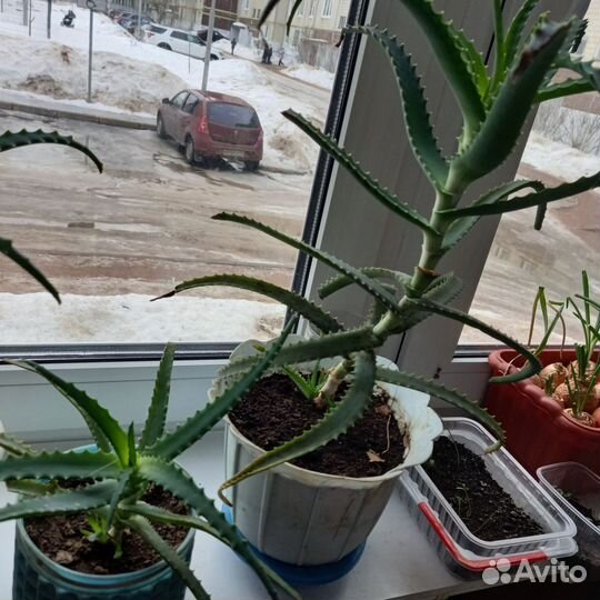 Каланхоэ лечебное продам