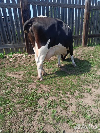 Коровы и телка