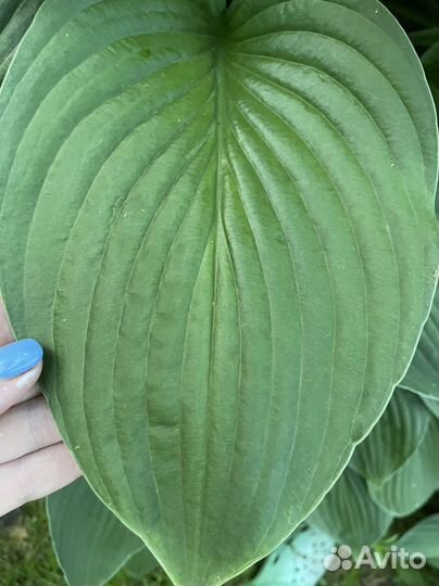 Взрослые кусты хост