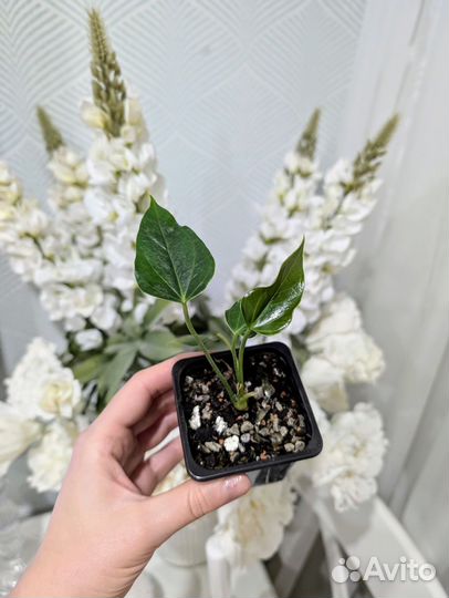 Антуриум Лили ред