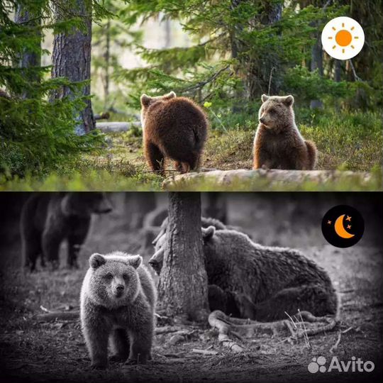 Фотоловушка