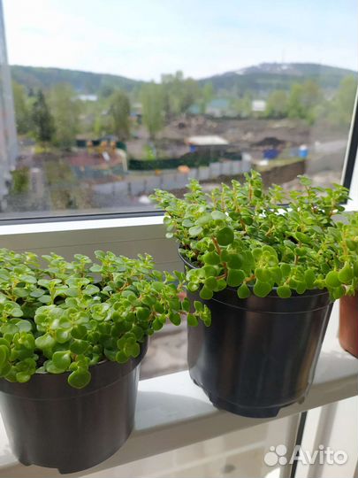 Пилея коллизия ампельное растение