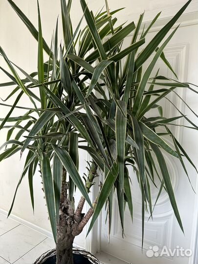 Пальма юка декоративная