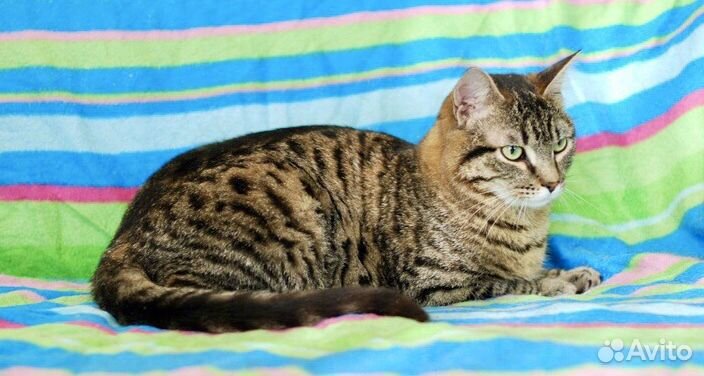 Доцент - шикарный полосатый кот