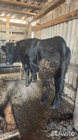 Телка на мясо