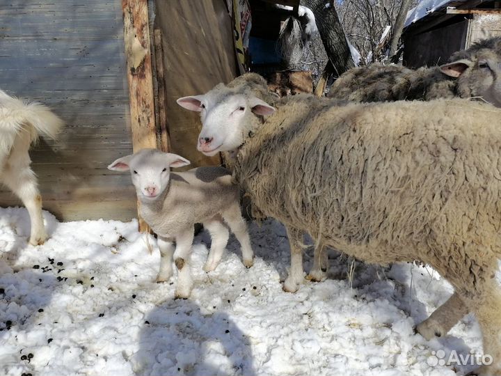 Продаю ярок, овцематок, ягнят