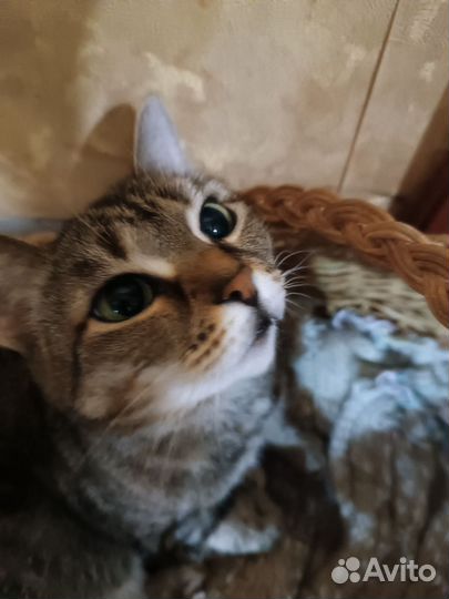 Умничка кошечка