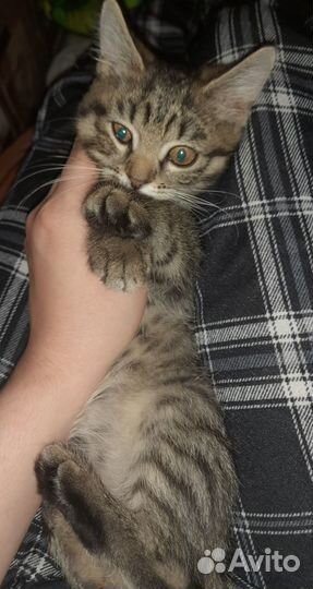 Отдам в добрые руки,на половину британки