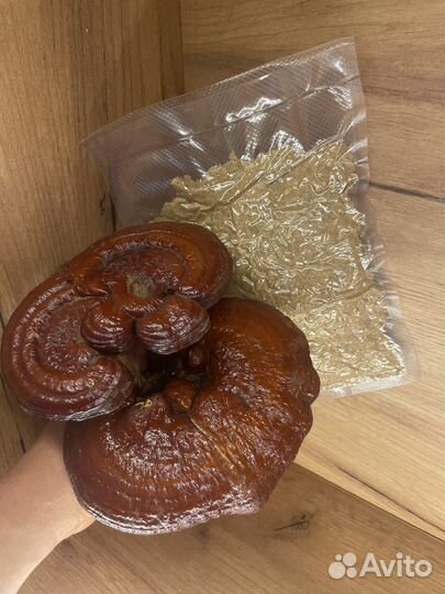 Гриб трутовик