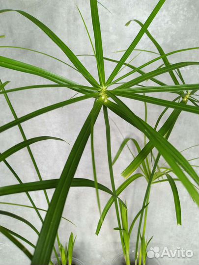 Циперус папирус