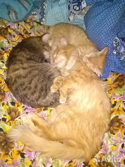 Кошка-подросток