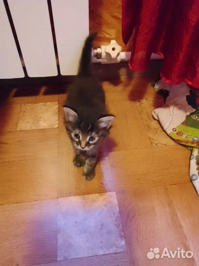 Котенок
