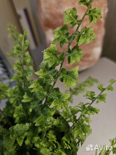 Папоротник