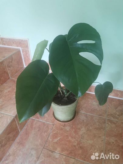 Комнатные цветы - монстера
