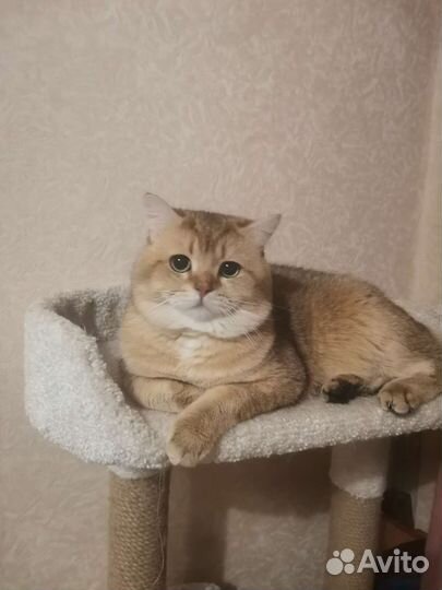 Британский кот, Вязка