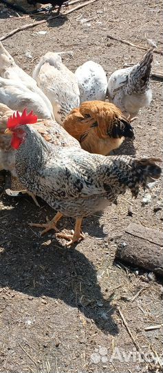 Инкубационное яйцо, Петухи