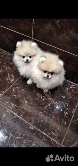 Шпицули красотули