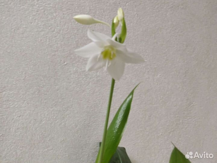 Эухарис амазонская лилия