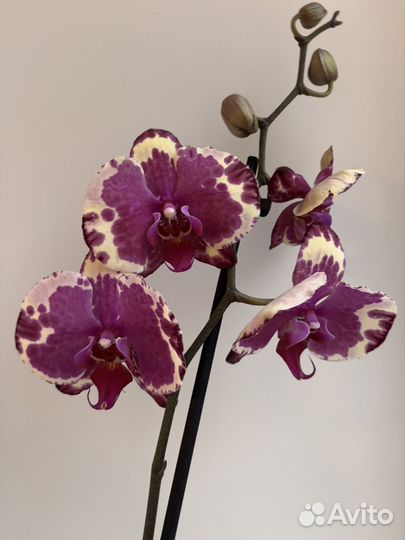Орхидея фаленопсис аркс рей