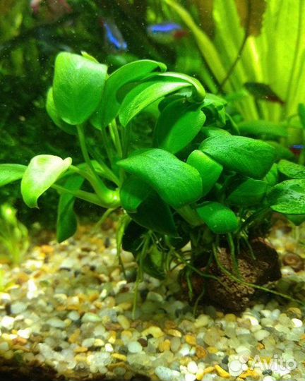 Аквариумные растения, Креветки, Рыбки