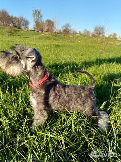 Грумер на дом