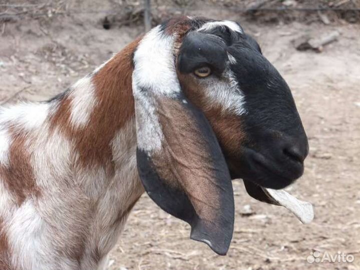 Покрыть нубийский козлик