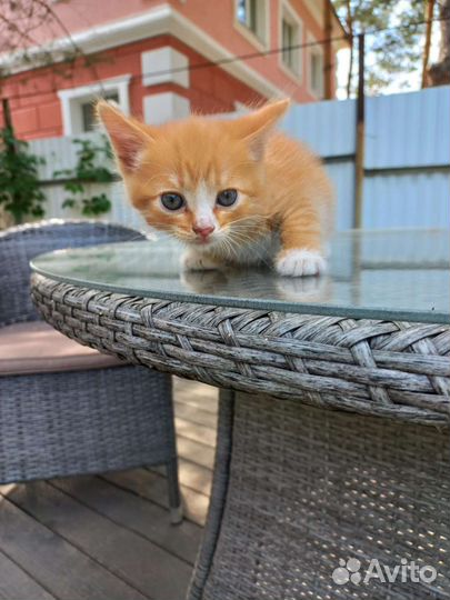 Кошки бесплатно