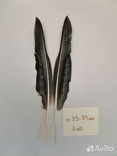 Перья дикого серого гуся для творчества