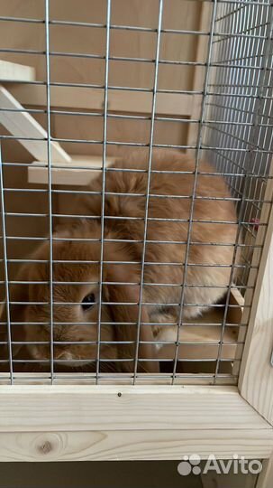 Кролик баран вислоухий